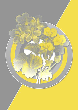 Gray and Yellow Geraniums