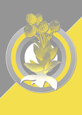 Gray and Yellow Cudweeds