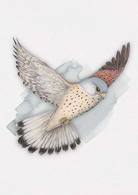Flying Kestrel
