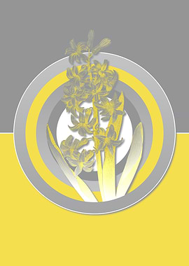 Gray and Yellow Hyacinth