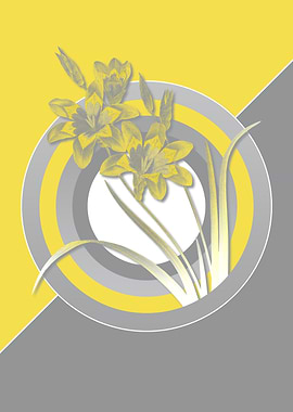 Yellow and Gray Harlequin