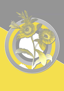 Gray and Yellow Bindweed