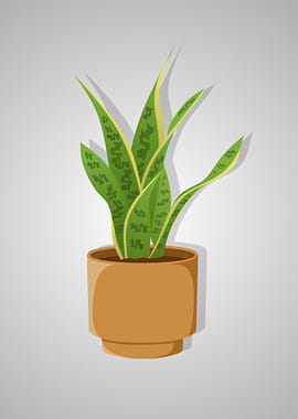 Sansevieria trifasciata