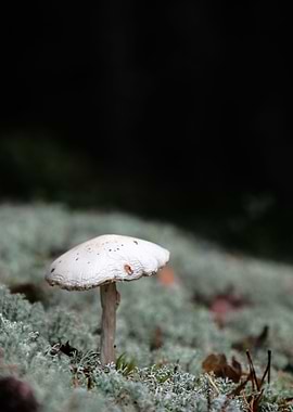 moody mushroom 2