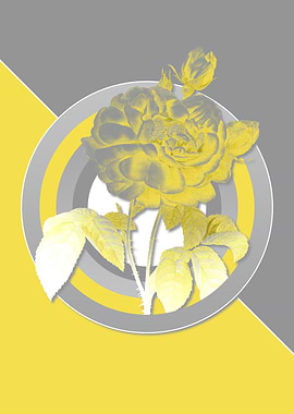 Yellow and Gray Rose Flora