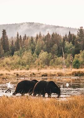 wild brown bears 2