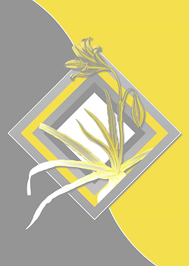 Yellow and Gray Amaryllis