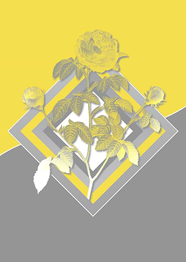 Gray and Yellow Rose Flora