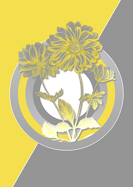 Yellow and Gray Hyacinth