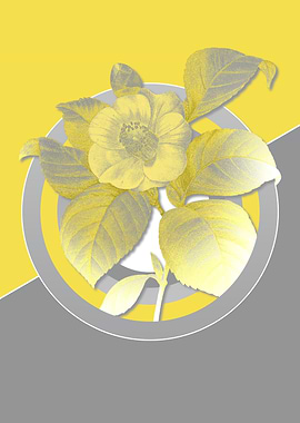 Gray and Yellow Camelia