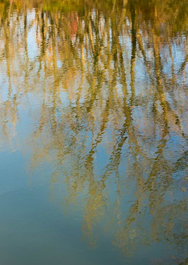 Autumn trees reflected