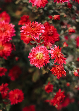 Beautiful chrysanthemums