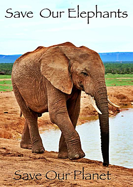 Save our elephants