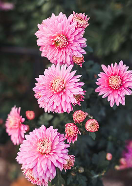 beatiful the chrysanthemum