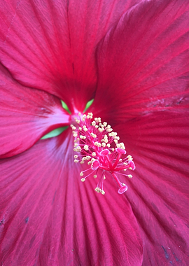 Hibiscus