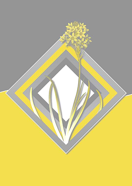 Yellow and Grey Starflower