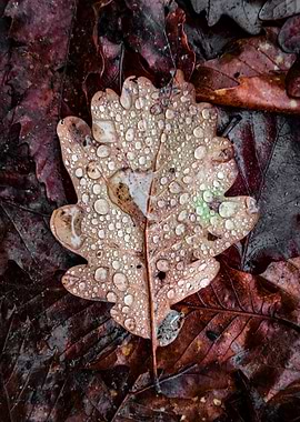 A fallen oak leaf