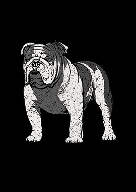 English Bulldog