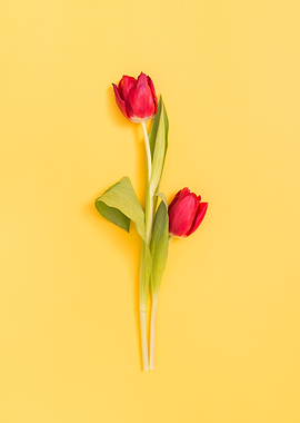 red tulip flowers