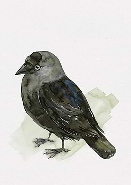 Cute jackdaw