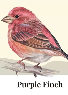 Purple Finch Bird