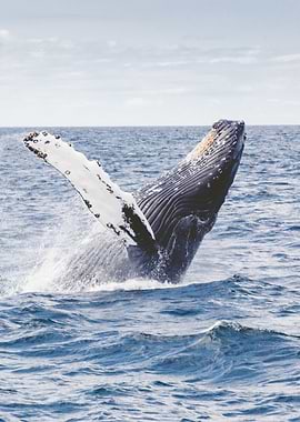 Whales