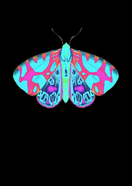 Butterfly butterfly wings