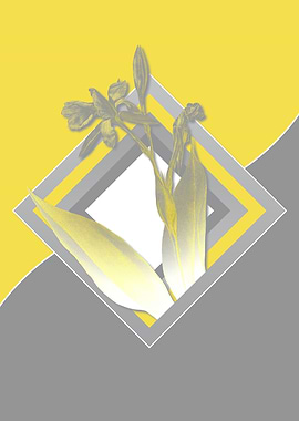 Grey and Yellow Lily Flora