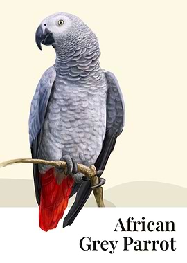 African Grey Parrot