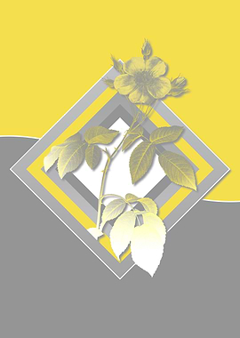 Grey and Yellow Rose Flora