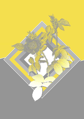 Yellow and Grey Dog Rose