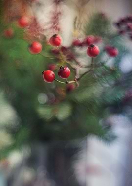 christmas composition6