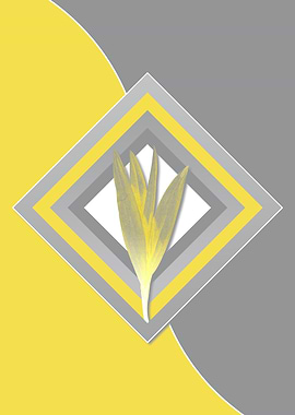 Yellow and Grey Crocus Art