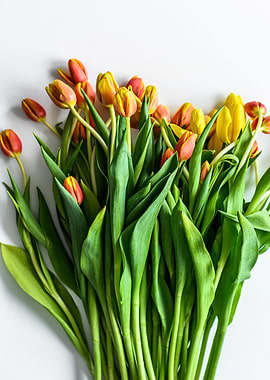 orange yellow red tulips