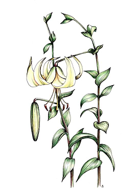 Botanical illustration of