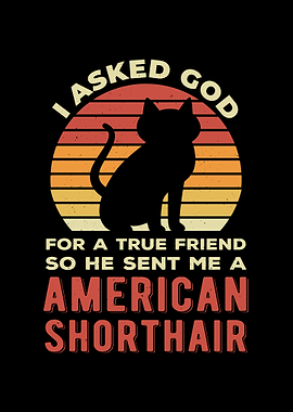 Funny American Shorthair
