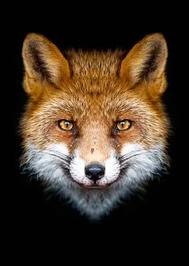 red FOX head black poster