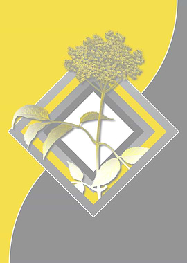 Gray Geometric Elderflower