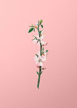 Vintage Peach Blossom Art