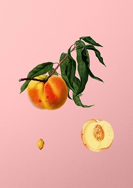 Vintage Peach Fruit Poster
