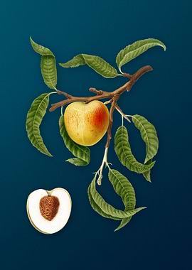 Vintage Peach Fruit Poster
