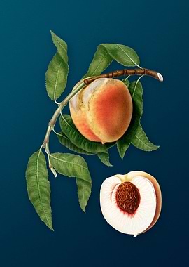 Vintage Peach Fruit Poster