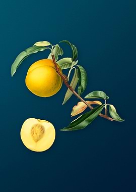 Vintage Peach Fruit Poster