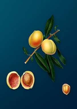 Vintage Peach Fruit Poster