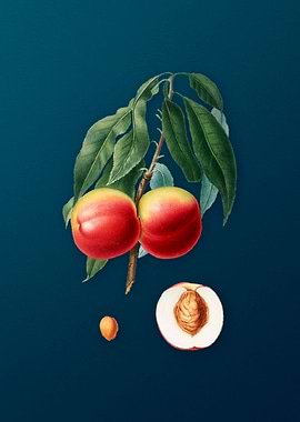 Vintage Peach Fruit Poster