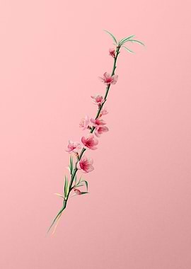 Vintage Peach Blossom Art