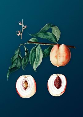 Vintage Peach Fruit Poster