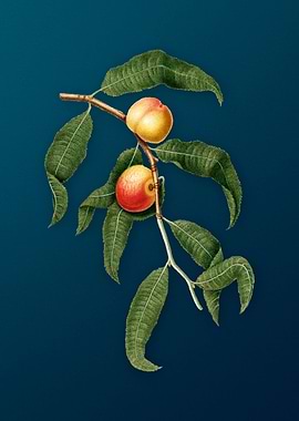 Vintage Peach Fruit Poster