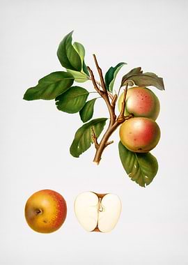 Vintage Pupina Apple Fruit