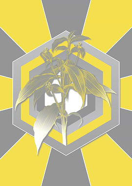 Yellow and Gray Commelina